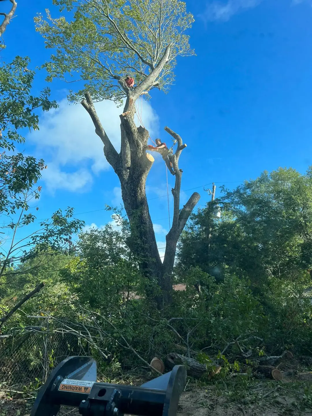 Dead tree being taken down before a build