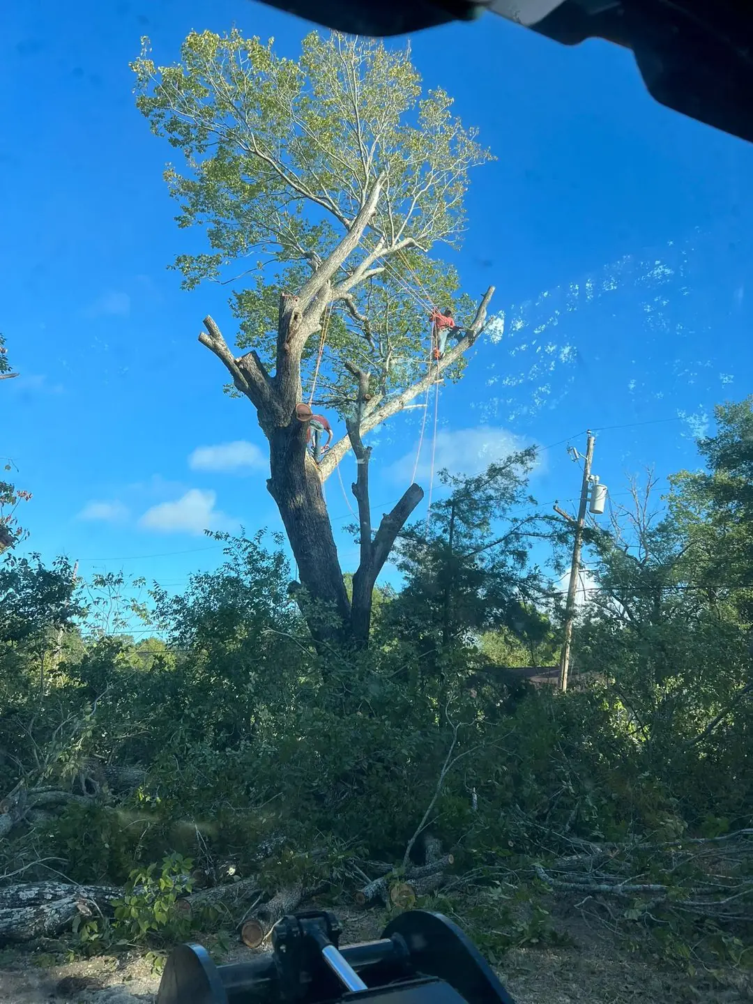 Tree removal on a building lot